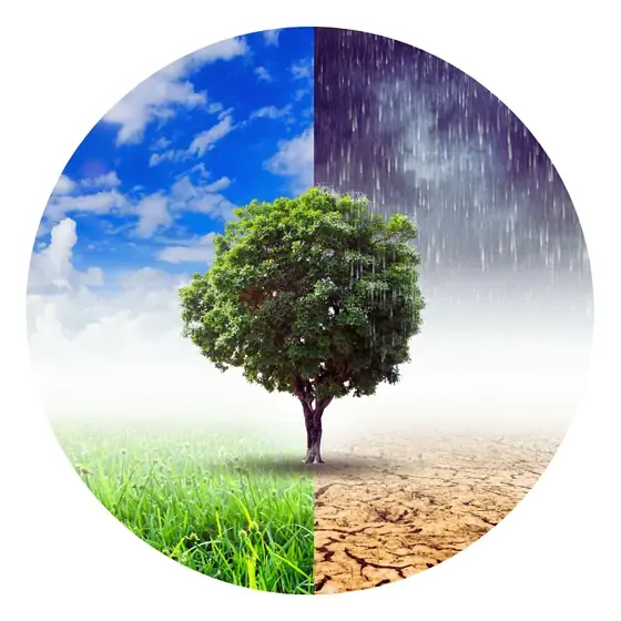 Tree depicting climate change effects, rain vs drought.