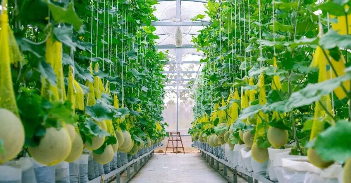 Greenhouse with hanging melons and lush leaves