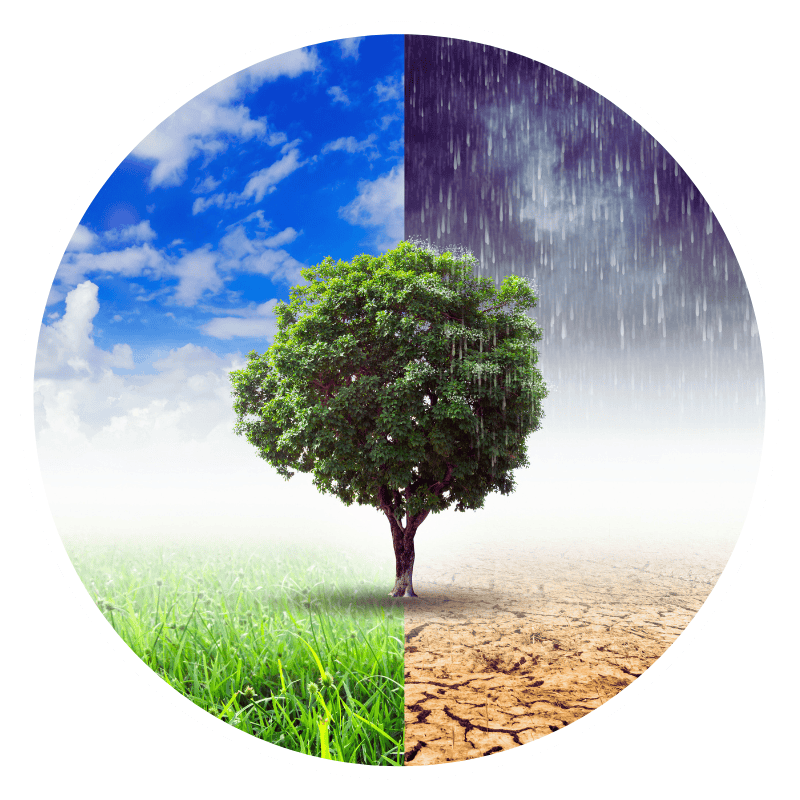 Albero che raffigura gli effetti del cambiamento climatico: pioggia contro siccità.